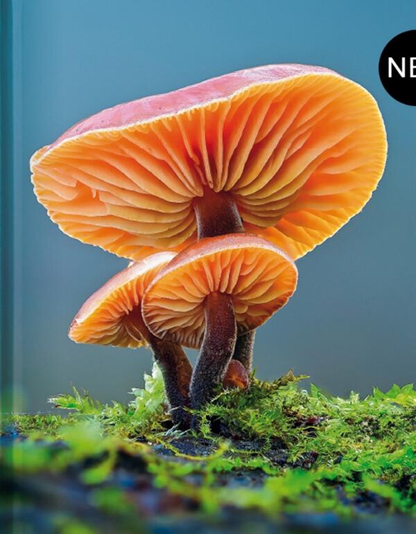 Blankbog Mushroom - Krystal.dk